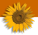 Deko: Sonnenblume